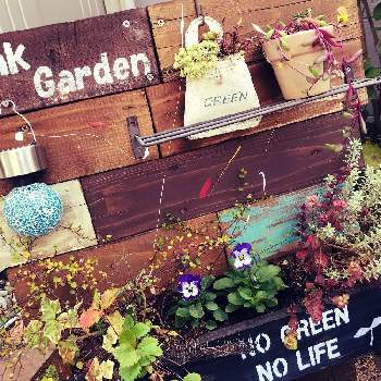 オレガノマルゲリータの画像 by mayumiさん | 小さな庭とウッドボードとオレガノマルゲリータとおうち園芸とビオラ☆とお庭と大好きビオラとa型看板とDIY