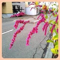 オオケタデ,花散歩の画像