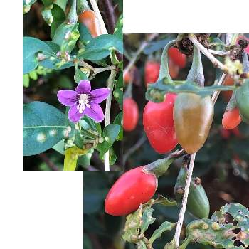 可愛い木の実の画像 by Cimarronさん | お出かけ先とクコ（枸杞）とクコの実と花と赤紫色の花と赤い実❤️と可愛い木の実