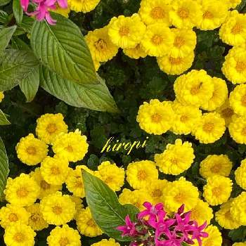 ガーデンマムの画像 by ヒロッピーさん | お出かけ先とガーデンマムとペンタス♡と黄色の菊♪