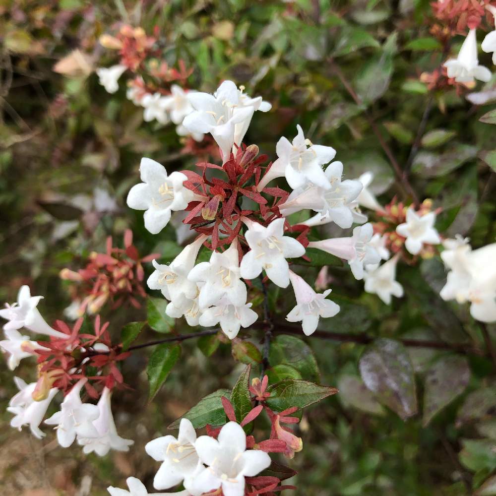 アベリアの投稿画像 By わき れーじさん お出かけ先と白い花と白い花 21月11月5日 Greensnap グリーンスナップ Greensnap グリーンスナップ