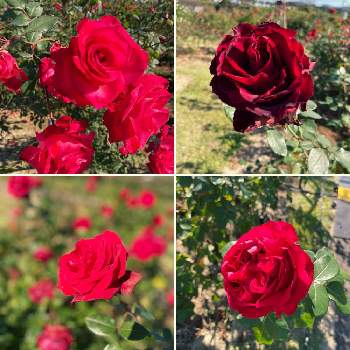 ルージュ ピエール ドゥ ロンサールの画像 by chharu4さん | お出かけ先とばら バラ 薔薇とルージュ ピエール ドゥ ロンサールと薔薇イングリットバーグマンと紅(くれない)とベルサイユのバラ♪と赤いバラ
