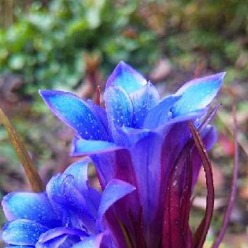 リンドウ科 リンドウ属の投稿画像一覧 Greensnap グリーンスナップ