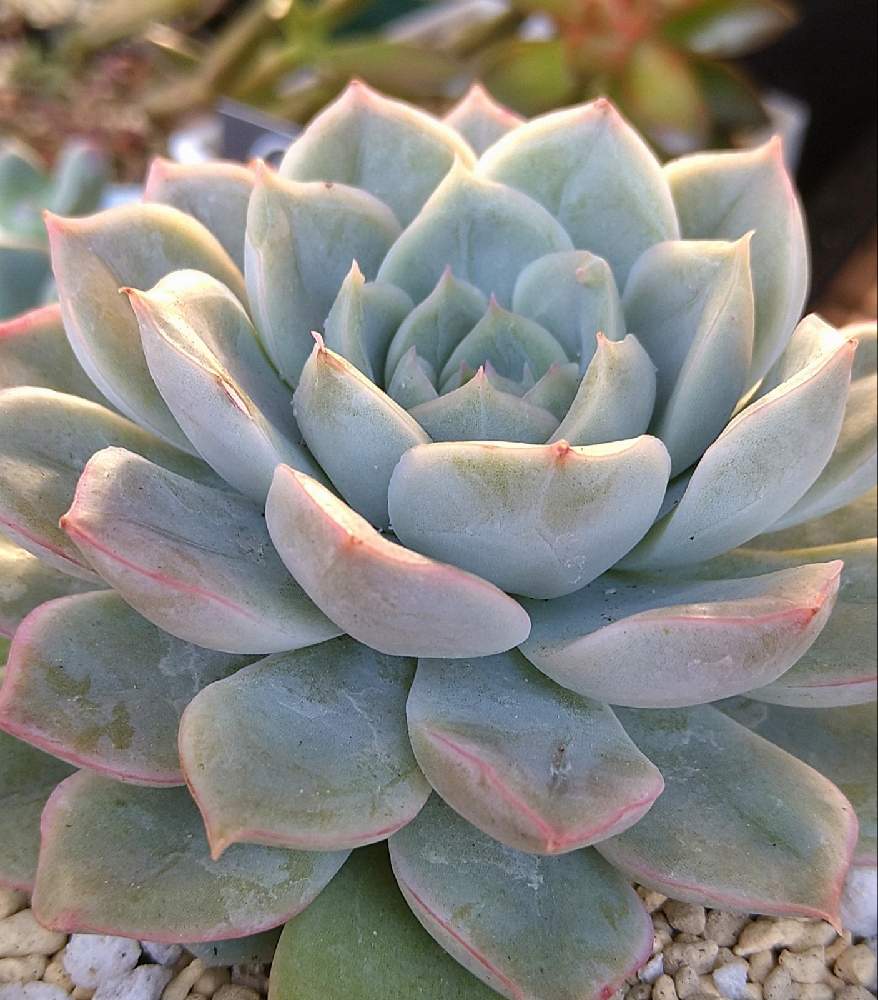 特集の通販 多肉植物 韓国苗 おごじょ♡月曜日発送予定です♡様