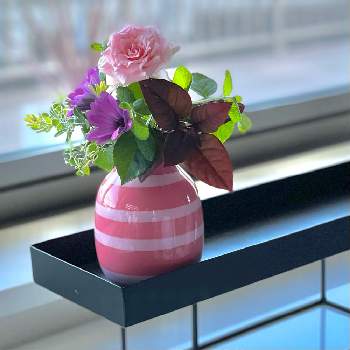 ベランダー♡の画像 by ＊ KL ＊さん | 窓辺とベランダの花と秋咲きと魅力的な葉とベランダー♡と紅葉（こうよう）とアレンジメント