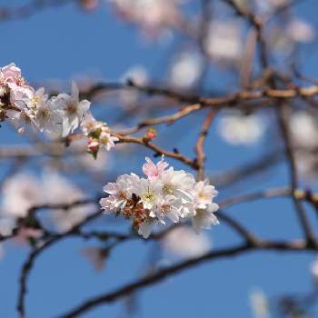 公園で見つけたの画像 by yaccoさん | お出かけ先と秋のお花と幸せとお散歩道と癒されますと公園で見つけたと桜(四季桜)