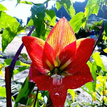 南米原産の投稿画像一覧 Greensnap グリーンスナップ