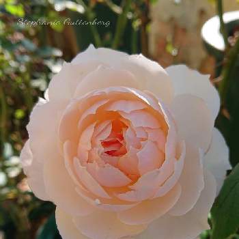 ステファニー グッテンベルグの画像 by ＹＵＭＩＫＯさん | 小さな庭と私の癒し♡とステファニー グッテンベルグと薔薇愛同盟と花が好き❤とおうち園芸とお花に癒されてと植中毒と2021 YUMIKO薔薇と花のある暮らしと大好き♡︎ʾʾとかわいいな♡といい色♡