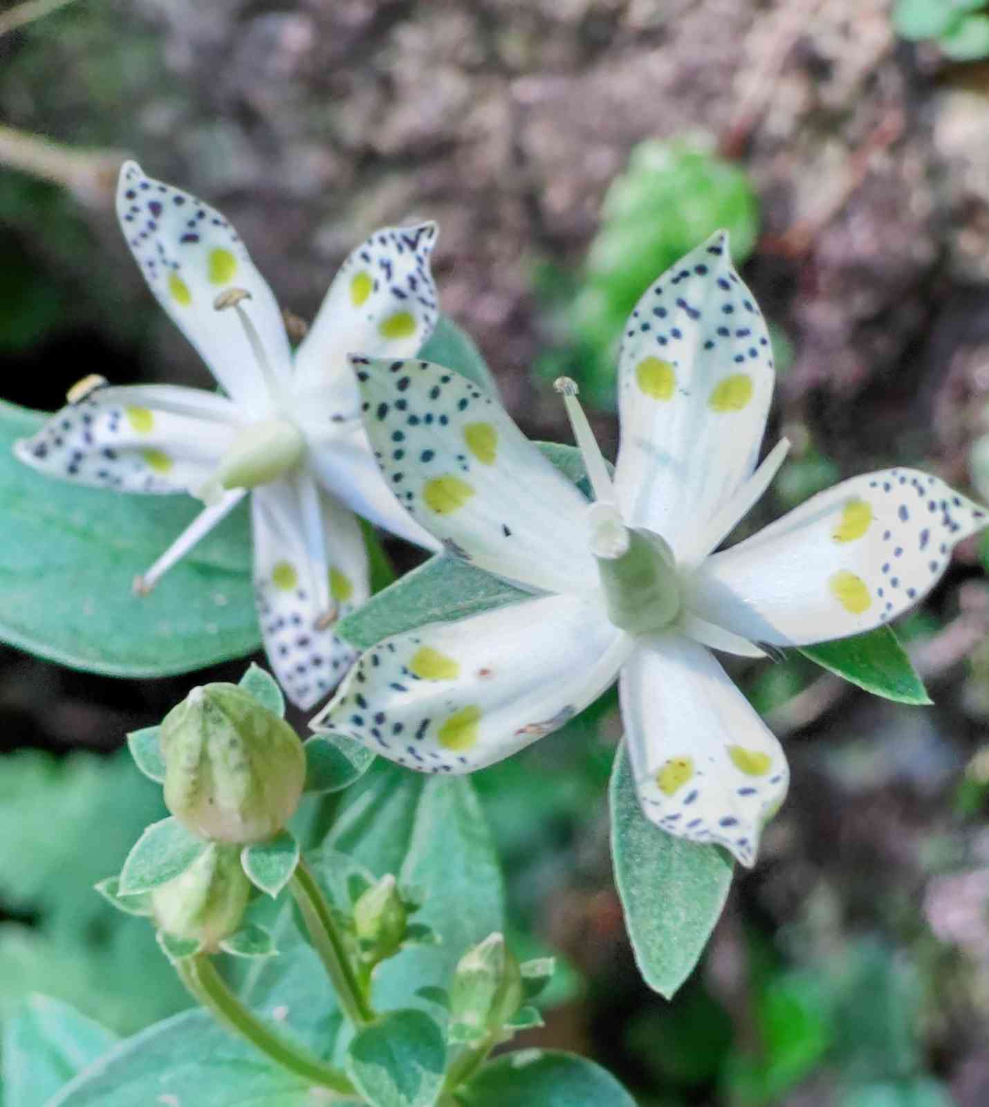 つぼみシリーズの一覧｜🍀GreenSnap（グリーンスナップ）