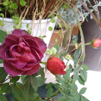 コーヒーオベーション バラの画像 by 7にゃんさん | 秋バラとばら バラ 薔薇とコーヒーオベーション バラとおうち園芸とバラ好き