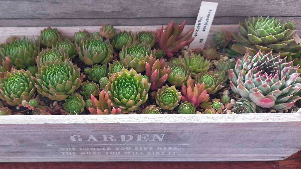 ette ジョルジェット センペルビウム 多肉植物 抜き苗 ette ジョルジェット センペルビウム 多肉植物 抜き苗 Georgette