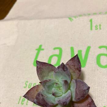 tawawaの画像 by えあのこさん | 多肉植物初心者と多肉植物と多肉植物のある暮らしとエケベリア属とエケベリア属メキシカンジャイアントとtawawa