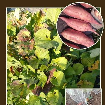 さつまいもの葉の投稿画像一覧 Greensnap グリーンスナップ