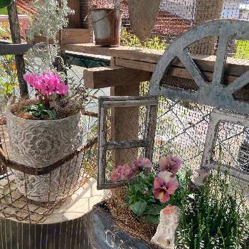 コチアダイアモンドダストの投稿画像一覧 Greensnap グリーンスナップ