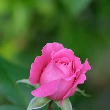 フラゴナールの画像 by ボヤージュさん | 小さな庭とフラゴナールと金曜日の蕾たちと秋バラと薔薇に魅せられてとバラ大好きとバラのある暮らしとデルバールとミラーレス一眼とバラが好きとばら 薔薇 バラ