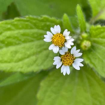 道端に咲く花の投稿画像一覧 Greensnap グリーンスナップ