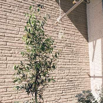 オリーブ チプレッシーノの画像 by にこちゃんさん | テラスとオリーブ チプレッシーノとオリーブ！とオリーブの鉢植え
