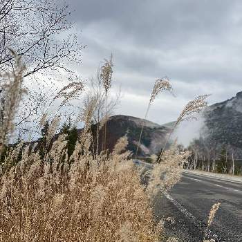 硫黄山の画像 by charkunさん | お出かけ先と硫黄山と弟子屈とススキ♡と枯れススキ♡と秋の風景