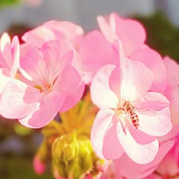 ゼララーの画像 by おだんごさん | バルコニー/ベランダと ゼラニウムと私のベランダとゼララーと鉢植えと花のある暮らし
