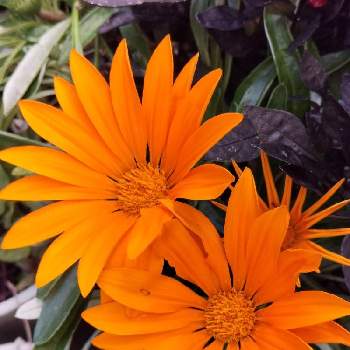 オレンジ色のガザニアの投稿画像一覧 Greensnap グリーンスナップ オレンジ色のガザニアの投稿画像一覧 Greensnap グリーンスナップ