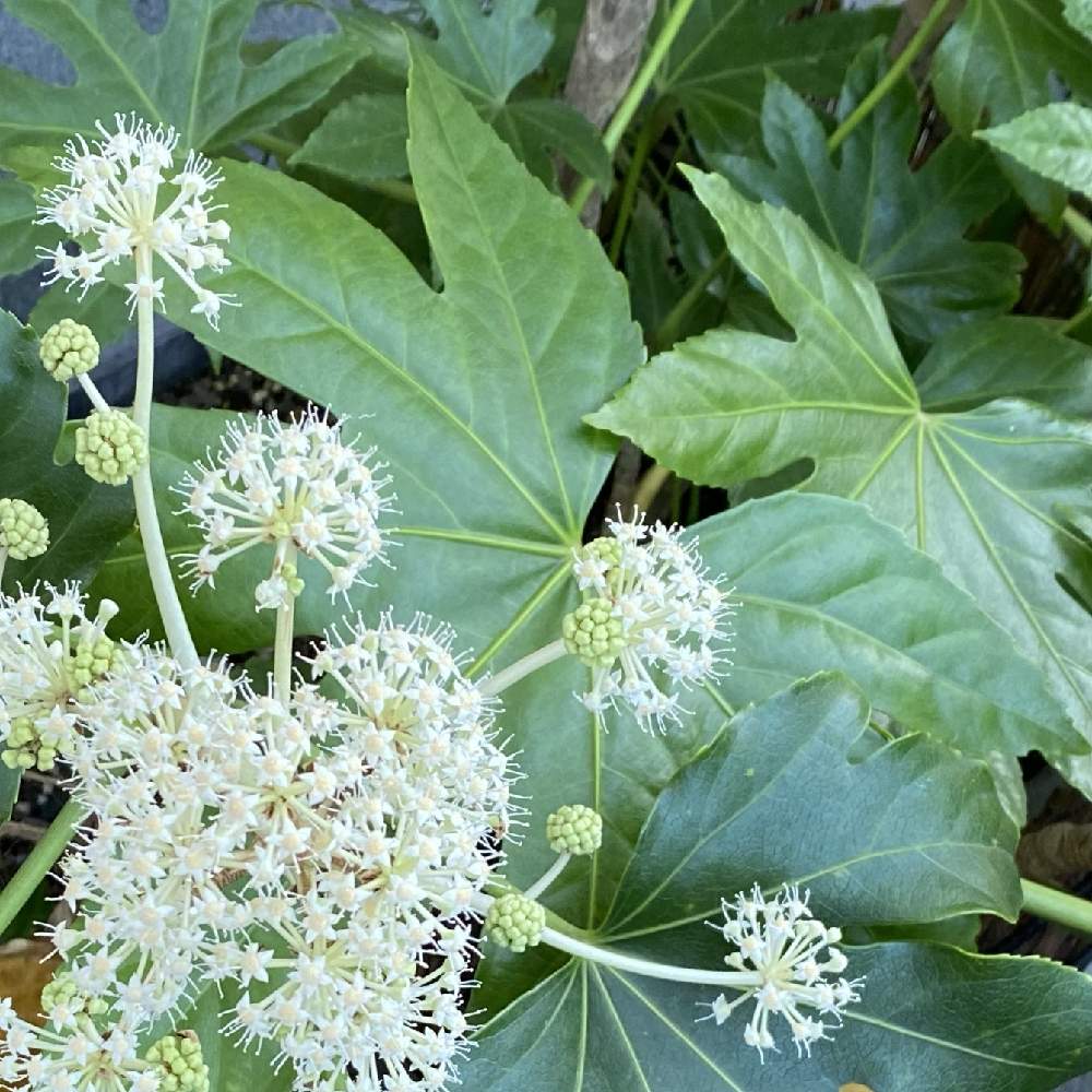 ヤツデの投稿画像 By Kikuchixさん 和の趣と葉っぱを楽しむと冬の花 と天狗の羽団扇と縁起が良いと小さな庭とシェードガーデンと和の趣と葉っぱを楽しむと冬の花と天狗の羽団扇と縁起が良いとシェードガーデン 21月11月5日 Greensnap グリーンスナップ ヤツデの投稿画像 By Kikuchixさん 和の趣と葉っぱを楽しむと冬の花 と天狗の羽団扇と縁起が良いと小さな庭とシェードガーデンと和の趣と葉っぱを楽しむと冬の花と天狗の羽団扇と縁起が良いとシェードガーデン 21月11月5日 Greensnap グリーンスナップ