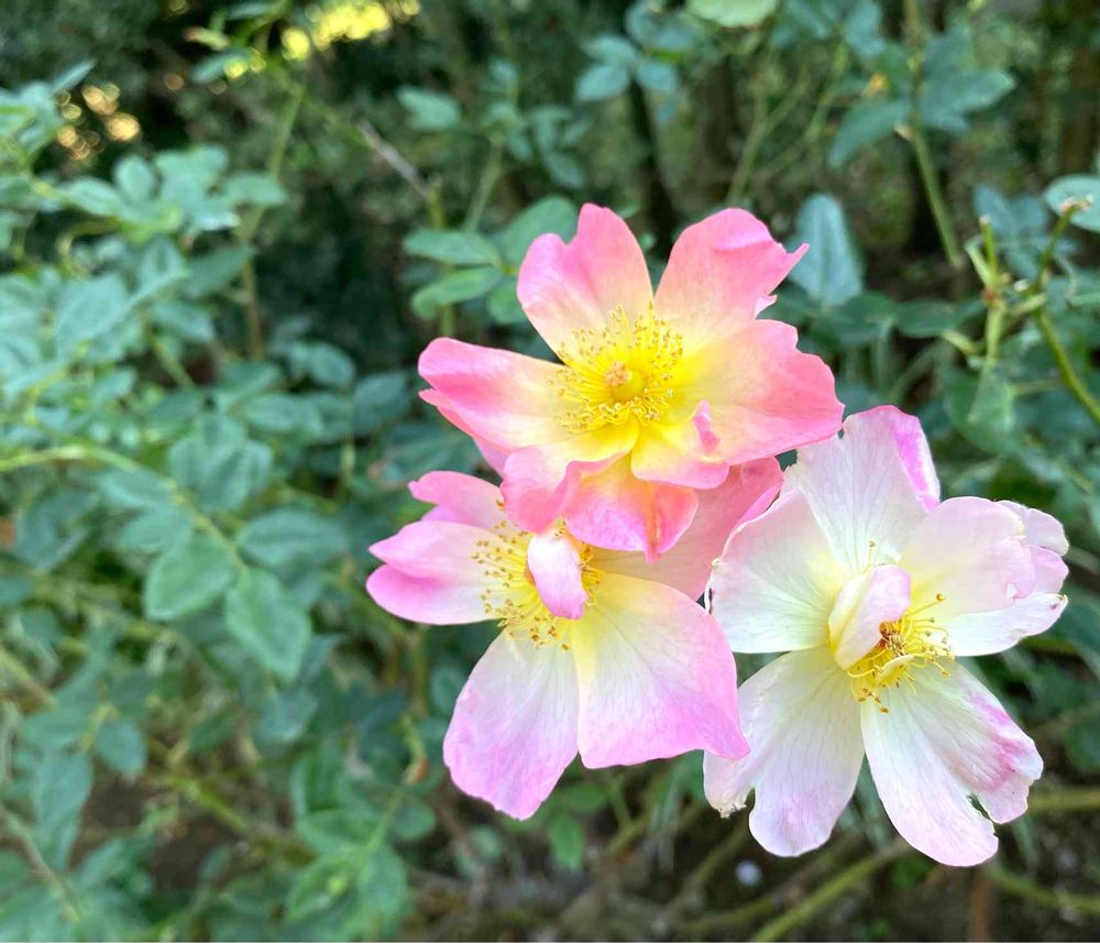 ピノ太郎さんの港の見える丘公園への投稿