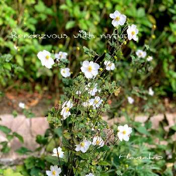 秋明菊（シュウメイギク）の画像 by ハナコさん | お出かけ先と秋明菊（シュウメイギク）と神戸布引ハーブ園と白いお花