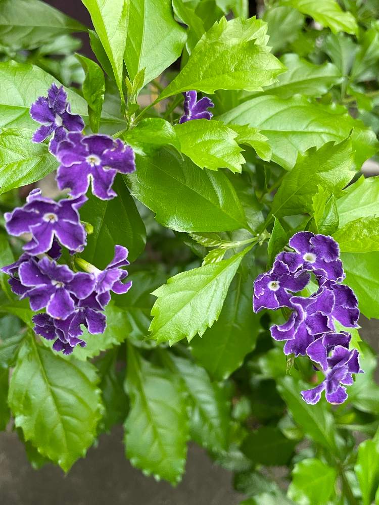 驚き桃の木デュランタの木 Greensnap グリーンスナップ