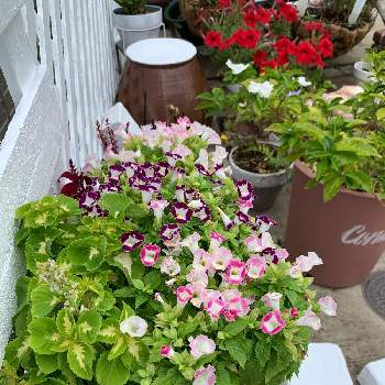 駐車場の隅の投稿画像一覧 Greensnap グリーンスナップ