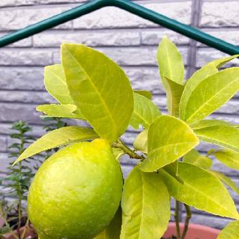 サイパンレモンの実の投稿画像一覧 Greensnap グリーンスナップ