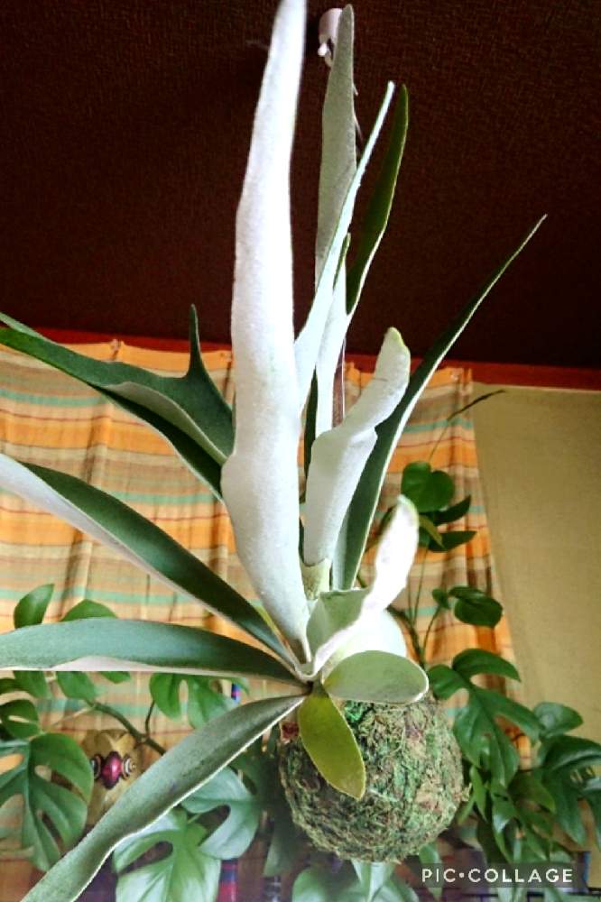 ビカクシダ ビーチーの投稿画像 By Satomi Iさん 苔玉さんとビカクシダとビカクシダ ヴィーチーとコウモリランと観葉植物を楽しむと観葉植物と花と観葉植物とわが家の観葉植物 と観葉植物好きと観葉植物のある暮らしと観葉植物がスキとe 花屋さん 21月11月5日