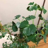 ポリシャスはどんな観葉植物 育て方や花言葉は 風水的にはどこに置くといい Greensnap グリーンスナップ