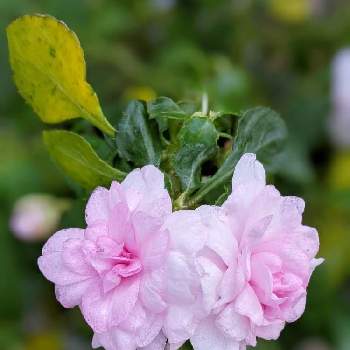 バラ咲きインパチェンス☆の画像 by ラタナンテちゃんさん | バラ咲きインパチェンスとかわいいとお花とバラ咲きインパチェンス☆