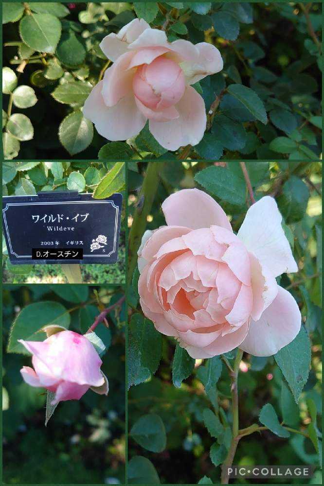 秋薔薇2021年🌹10月の横浜港の見える丘公園｜🍀GreenSnap（グリーンスナップ）