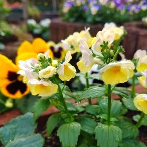 ネメシア,寄せ植え,地植え,花壇,いい香りの画像