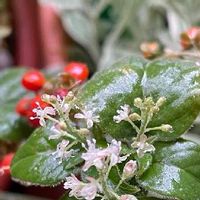 ジュズサンゴの育て方 種まきや植え付け 植え替えの方法は Greensnap グリーンスナップ