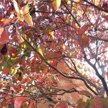 実もの好き❤️の画像 by sumiko87さん | お出かけ先と実もの好き❤️とハナミズキの  紅葉と樹木大好きと結婚式場の樹木