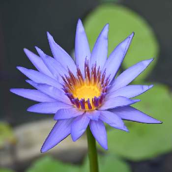 熱帯スイレン,スイレン,紫の花,青い花,美しく青きドヨウの画像