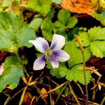 スミレ閉鎖花の投稿画像一覧 Greensnap グリーンスナップ