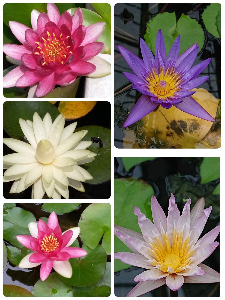 スイレンの投稿画像 By ヒロンさん ニムフェニカ カエルリアとスイレンの花とお出かけとスイレン属とスイレン科とピンクの花 とおしゃれな土曜日 とすいれんと睡蓮の花とヒツジグサの花と今日のお花と カペンシスとケープ ブルー ウォーターリリーと白の花と白い花と