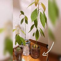 フィカスの育て方 剪定のコツや植え替え時期 適した置き場所は Greensnap グリーンスナップ