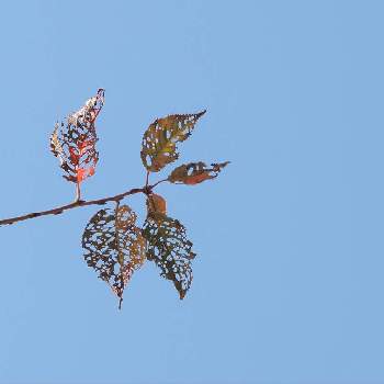 桜の葉の画像 by 39goenさん | 桜の葉と自然と紅葉（こうよう）と風景と植物好きとグリーンアクセサリー♪