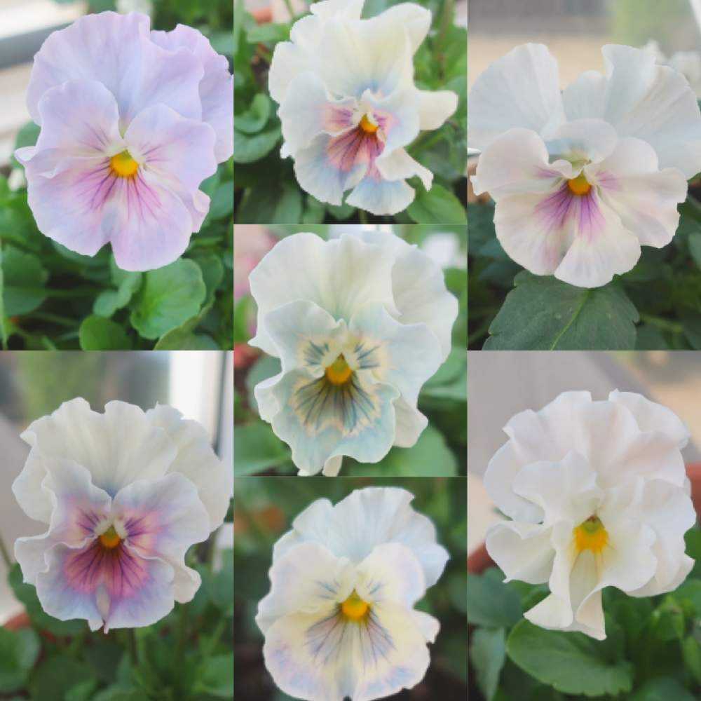 ひまわり ビオラ♡パンジー 心花んちのパンジー・ビオラ｜🍀GreenSnap（グリーンスナップ）