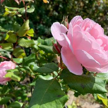 優しいの画像 by anne♪さん | 広い庭と庭の花と可愛い♥️と癒されると秋薔薇とピンク色の花と優しい