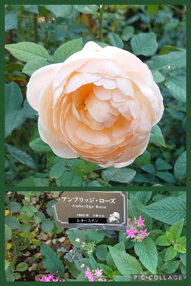 秋薔薇2021年🌹10月の横浜港の見える丘公園｜🍀GreenSnap（グリーンスナップ）