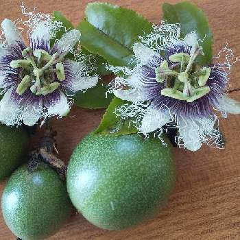 グリーンカーテンの投稿画像一覧 Greensnap グリーンスナップ