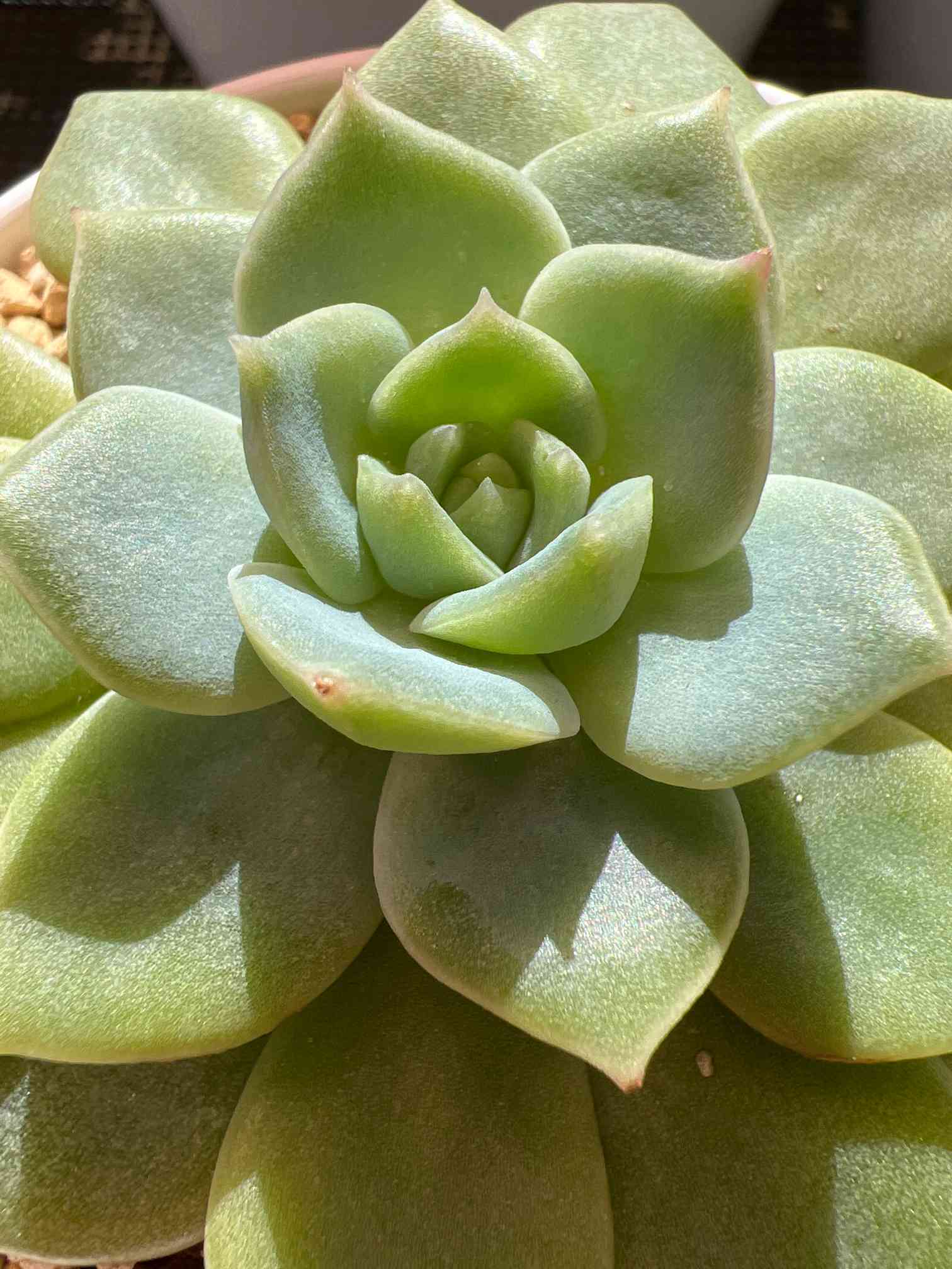 エケベリア ファンクイーンの成長記録｜🍀GreenSnap（グリーンスナップ）