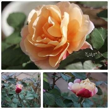バラ ディスタント・ドラムスの画像 by かこさん | バラ ディスタント・ドラムスと花と緑のある暮らしとばら バラ 薔薇とマイガーデンと秋の庭とガーデニングとバラ・ミニバラ