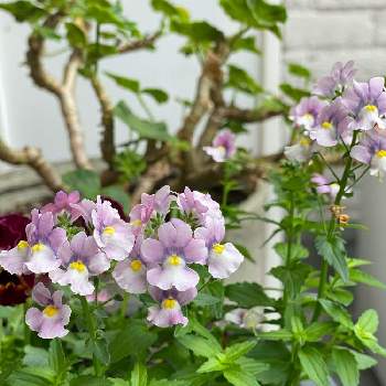 ネメシア  ニモ ラズベリーバイカラーの画像 by gdnaさん | ネメシア  ニモ ラズベリーバイカラーと鉢植えと開花