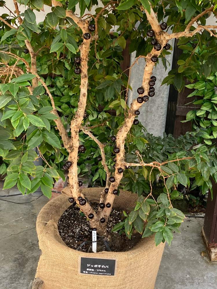 ジャボチカバの投稿画像 By あやかなさん お出かけ先と掛川花鳥園と掛川花鳥園 21月11月6日 Greensnap グリーンスナップ Greensnap グリーンスナップ